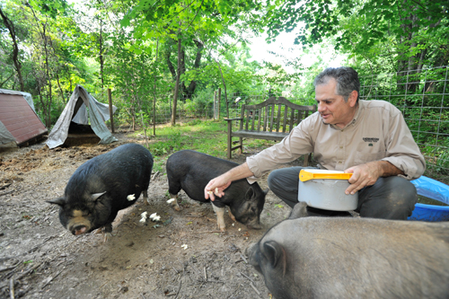 Everything You Ever Wanted to Know About Potbelly Pigs Is Only About 40 Minutes Away