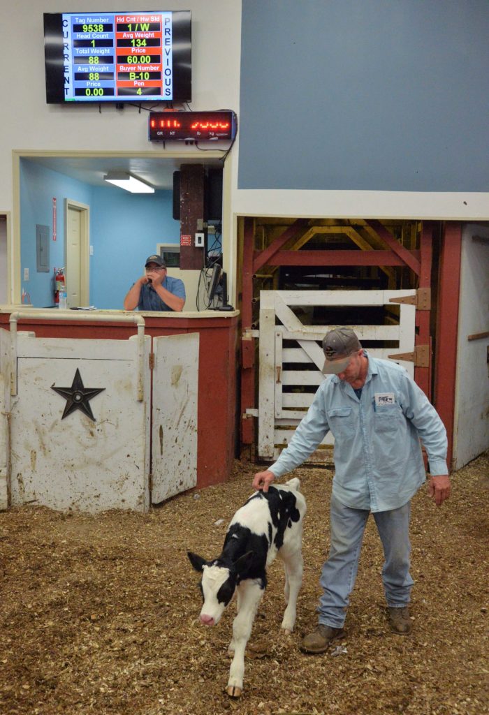 J.R. Raulerson, livestock handler, leads a calf across the auction ring as auctioneer Wendell Grove opens the bidding.
