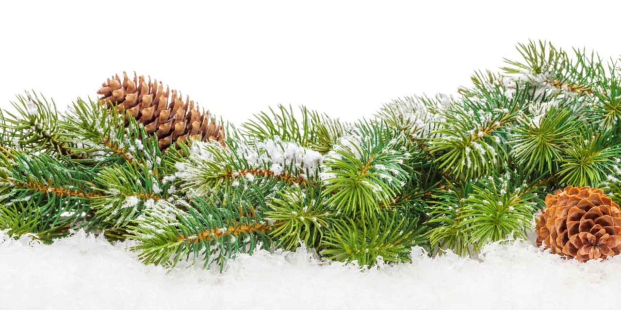 Pine Valley Farms Christmas Trees
