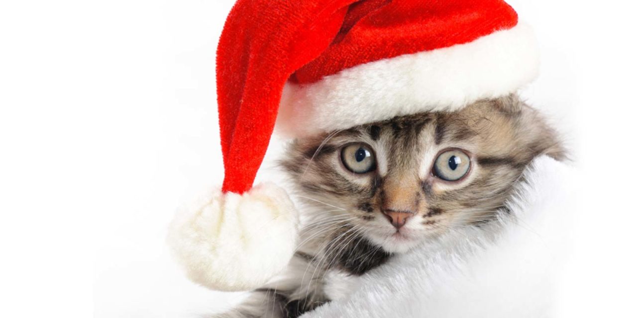 7 Tips to Keep Pets Healthy Over the Holidays