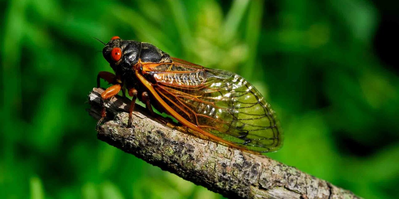 The Great Awakening of Cicadas