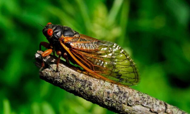 The Great Awakening of Cicadas