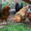 Feathers, Fun and Fresh Eggs: Backyard chickens