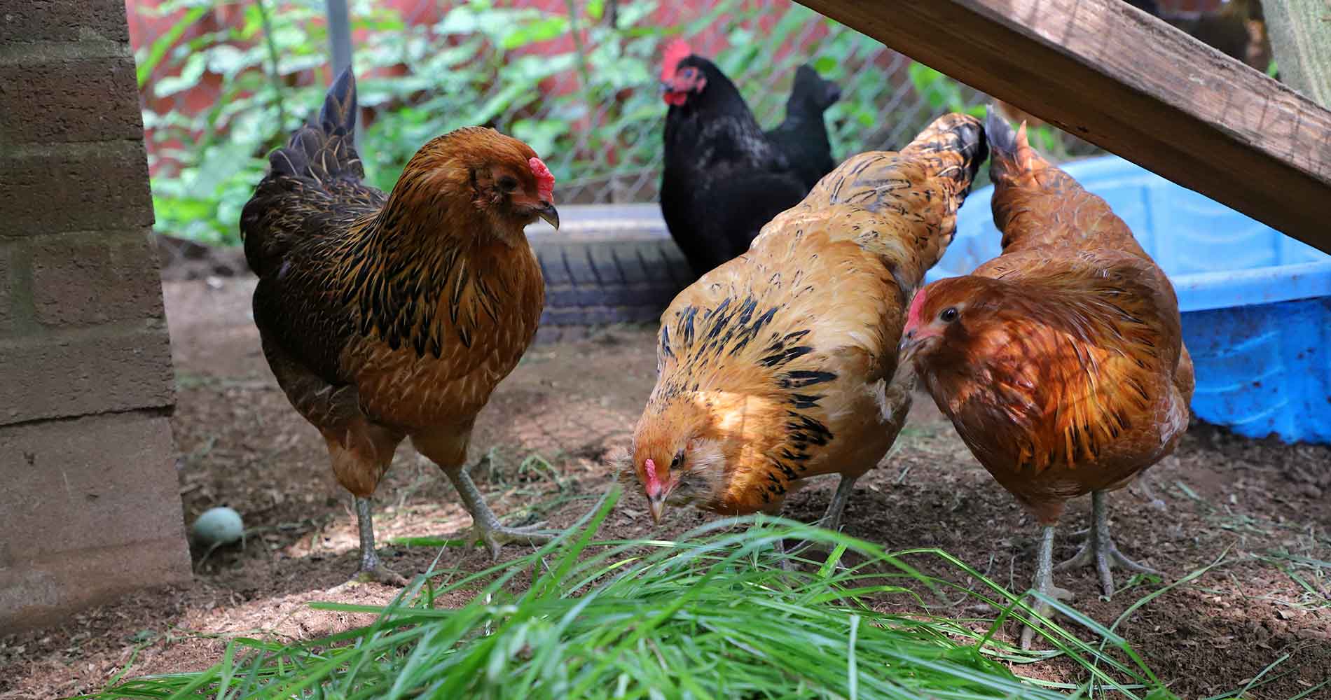 Are these hens really Brahma's? : r/BackYardChickens