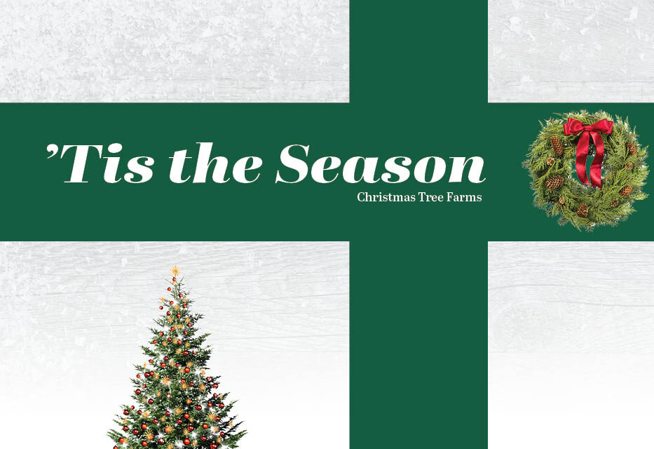 LIST THIS: Christmas Tree Farms