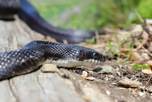 Black Rat Snake Staying Safe Outdoors This Summer