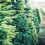 LIST THIS: Christmas Tree Farms