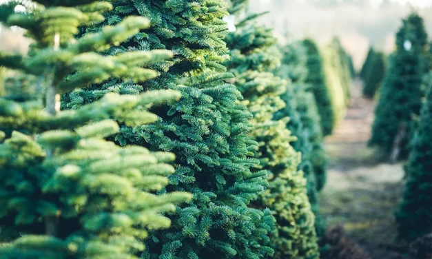 LIST THIS: Christmas Tree Farms