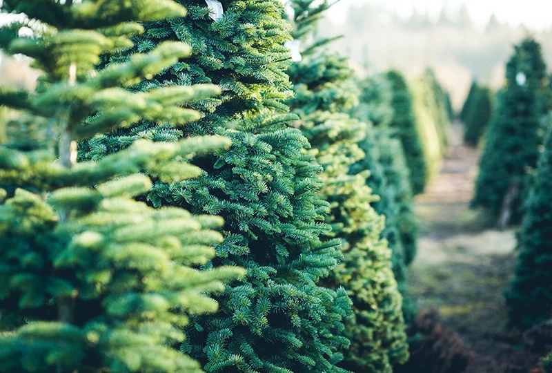 LIST THIS: Christmas Tree Farms